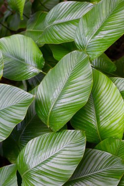 Green leaves of Calathea (Aublet) G. Meyer