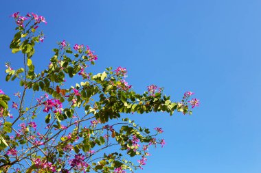 Bauhinia purpurea tree with pink flower