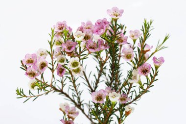 Pink white waxflower on white background. clipart