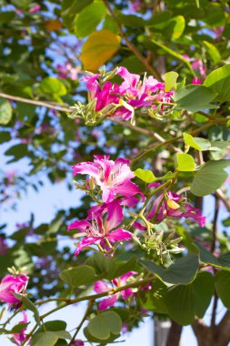 Bauhinia purpurea tree with pink flower
