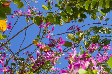 Bauhinia purpurea tree with pink flower