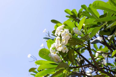 Plumeria or frangipani flower. Tropical tree