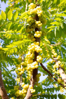 Star gooseberry tree with fruits