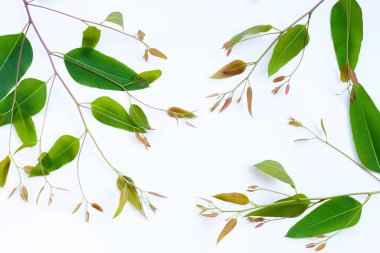 Beyaz arkaplanda okaliptüs yaprakları.