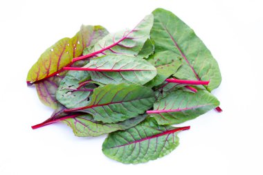 Taze İsviçre pazı yaprakları. Bebek yaprağı İsviçre pazarı