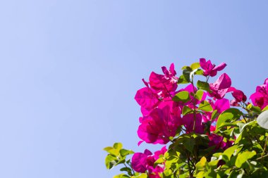 Beautiful bougainvillea flowers with blue sky