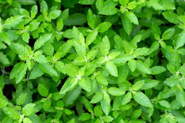 Bahçedeki kutsal fesleğen bitkisi