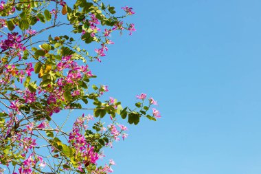 Bauhinia purpurea tree with pink flower
