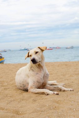 Kumsalda dinlenen bir köpek. yaz konsepti