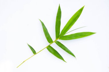 Bambu yaprağı. Beyaz arkaplanda taze yeşil yapraklar.