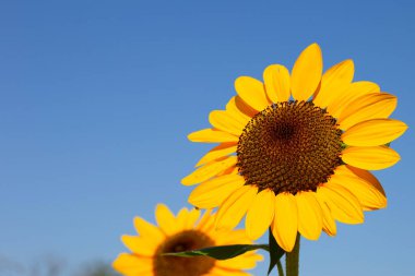 Sunflower field with blue sky. Beautiful summer landscape.