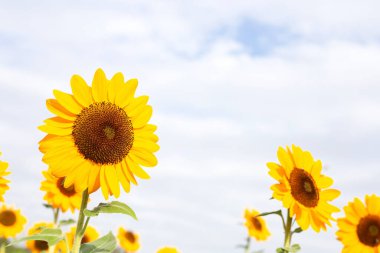 Ayçiçeği alan, güzel yaz manzara.