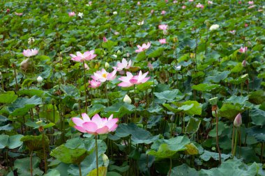 Pink lotus flower blooming in pond with green leaves
