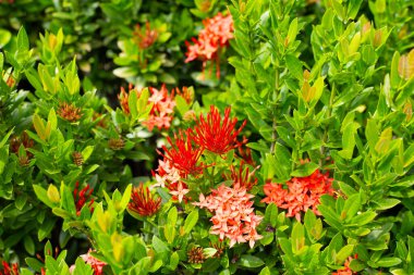 Bahçedeki ixora çiçeği
