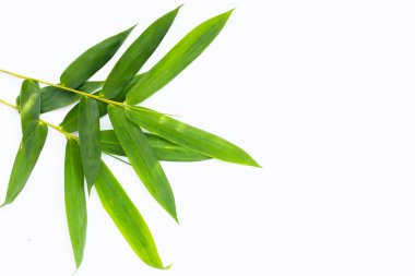 Bambu yaprağı. Beyaz arkaplanda taze yeşil yapraklar.