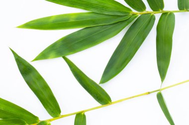 Bambu yaprağı. Beyaz arkaplanda taze yeşil yapraklar.