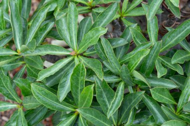 Adenyum obesum bitkisi. Yeşil yapraklar