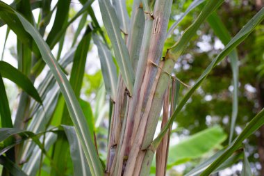 Yeşil yapraklı şeker kamışı bitkisi