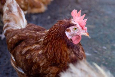 Tavuk çiftliğinde tavuklar. Organik kümes hayvanları.