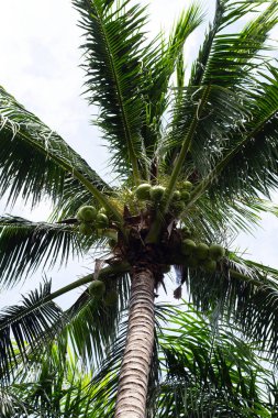 Hindistan cevizi meyveli hindistan cevizi ağacı.