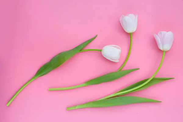 White pink tulips on pink background.
