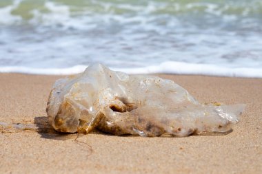 Plastic bag pollution on the beach