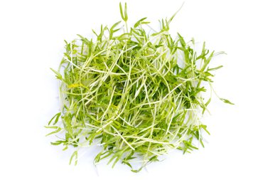 Water spinach sprouts. Organic vegetables