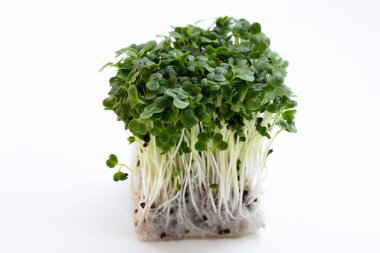 Beyaz arkaplanda lahana filizleri.