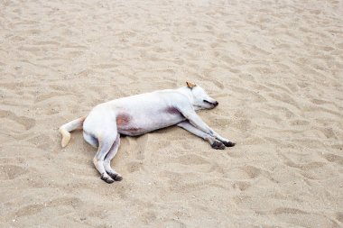 Kumsalda uyuyan bir köpek..