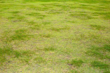 Taze çimenler. Güzel yeşil bahçe
