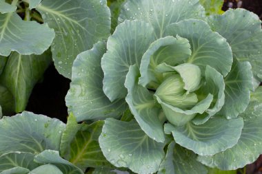 Saksıda yeşillik yetişiyor.