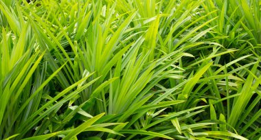 Green pandan leaves in the garden.