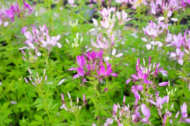 Cleome parkta spinosa