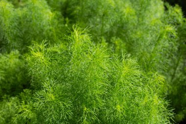Bahçedeki köpek rezenesi (Eupatorium kapilyumu)