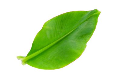 taze muz yaprak beyaz arka plan üzerinde.