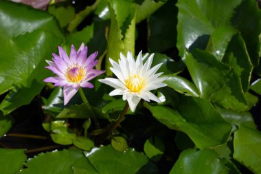Beautiful blooming Nymphaea lotus flower with leaves, Water lily pot