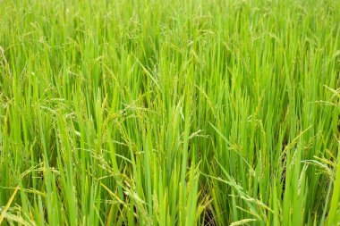 Pirinç tarlasında pirinç bitkisi.