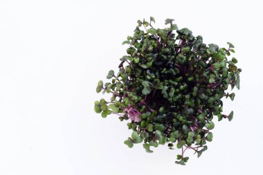 Beyaz zemin üzerine kırmızı lahana lahanası.