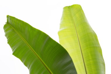 Beyaz arkaplanda muz yaprakları.