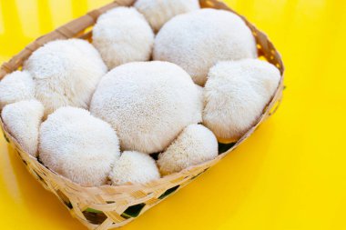 Fresh lion's mane mushroom on yellow background.