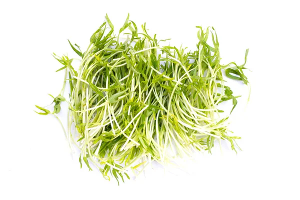 Water spinach sprouts. Organic vegetables