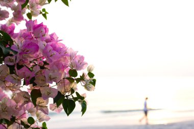 Beautiful bougainvillea flowers with sea