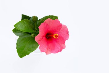 Hibiscus çiçek beyaz arka plan üzerinde.