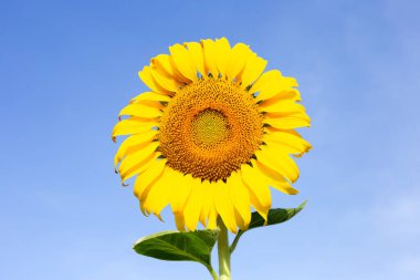 Ayçiçekleri mavi gökyüzü ile çiçek açıyor. Ayçiçeği tarlası