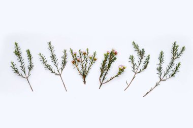 Beyaz arkaplanda pembe beyaz balmumu çiçeği.