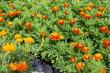 Bahçedeki kadife çiçeği.