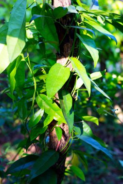 Tiliacora Triandra ayrılıyor. Yeşil yapraklı bitki