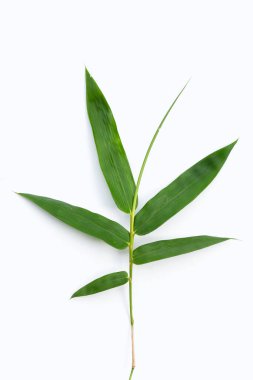 Beyaz arka plan üzerinde taze bambu yaprakları.