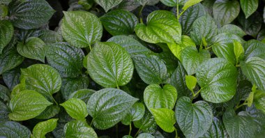 Vahşi betel taze yaprakları 