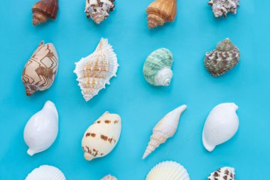 Exotic sea shells on blue background. Top view